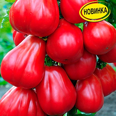 Pomidor Malina Mocny