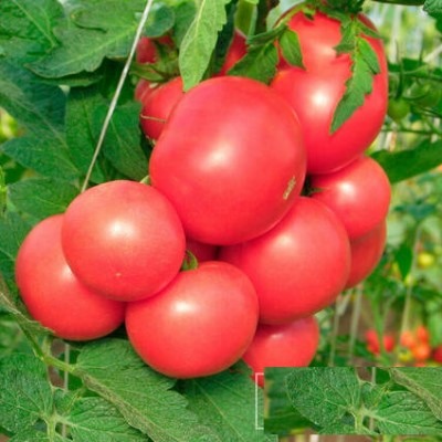 Pomidor Major