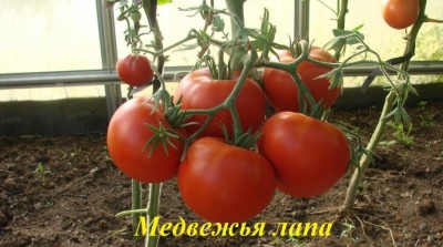 Pomidorowa łapa niedźwiedzia