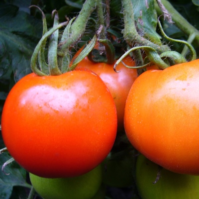 Pomidorowa zamieć