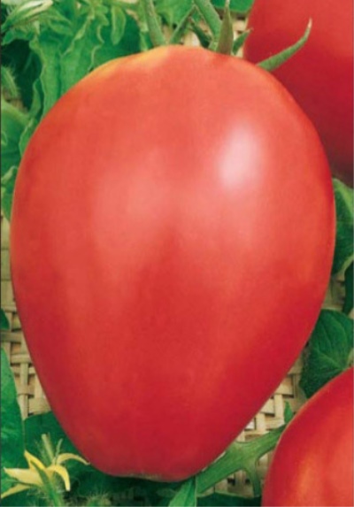 Pomidorowy Miś
