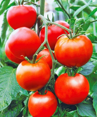 Pomidorowa Nadzieja