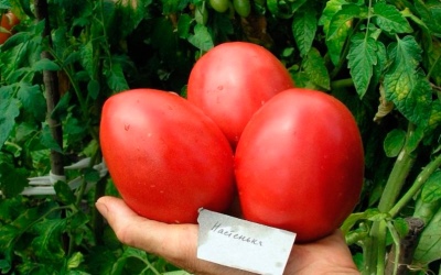 Pomidorowa Nastenka