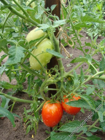Pomidorowy Czarownik Ogrodowy