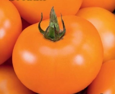 Pomidor Pomarańczowy
