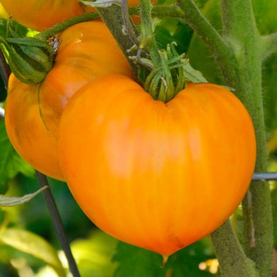 Pomidor Pomarańcza Truskawka