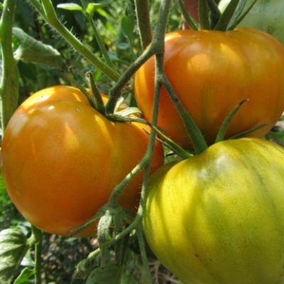Cud Pomidorowo-Pomarańczowy
