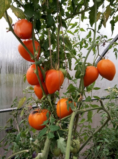 Pomidorowe Pomarańczowe Serce