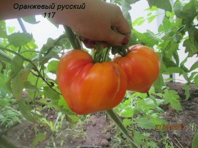 Pomidor Pomarańczowy Rosyjski 117