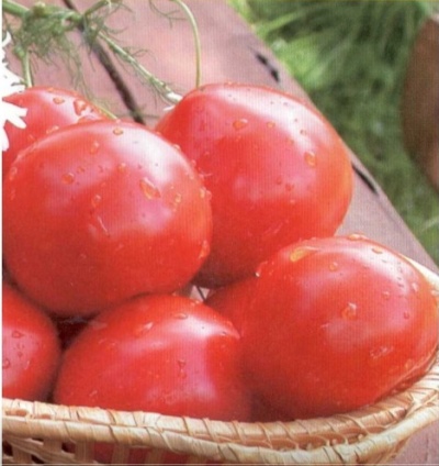 Pomidor Otradny