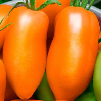 Pomidor Papryka Pomarańcza