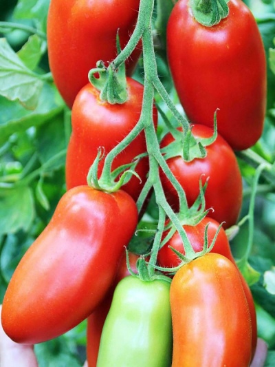 Papryka Pomidorowa