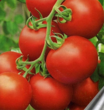 Pomidorowa Peremoga 165