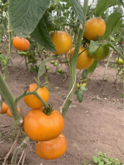 Pomidorowa Brzoskwinia
