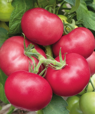 Pomidorowy Różowy Garant