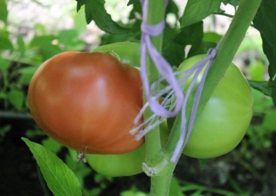 Pomidorowy Różowy Raj