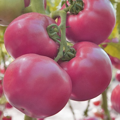 Pomidorowy Różowy Samson