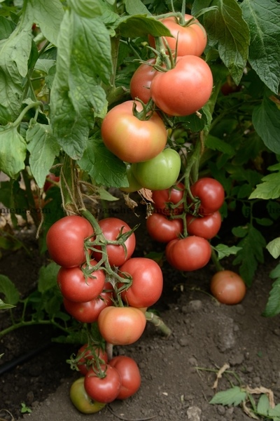 Pomidorowe Zwycięstwo