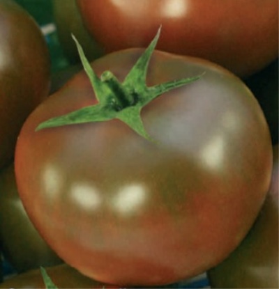 Pomidor Paul Robson