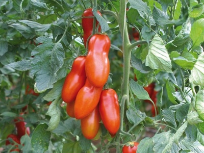 Pozzano Pomidor