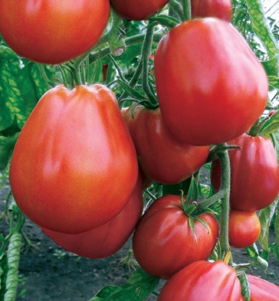 Pomidorowa Puzata Chata