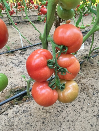 Rajd Pomidorowy