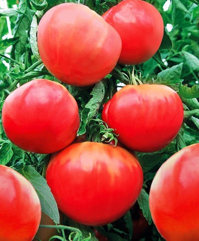 Pomidorowy Wczesny Gigant