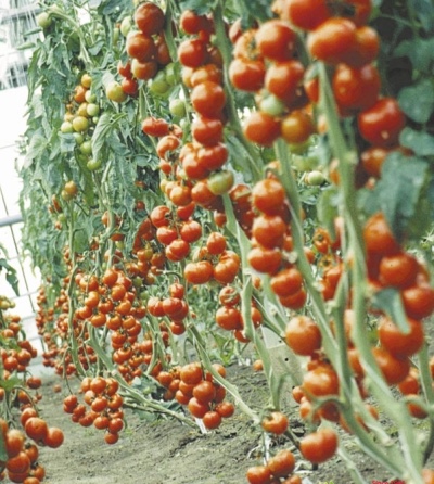 Pomidorowa rapsodia NK