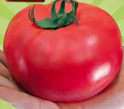 Pomidorowe Różowe Królestwo