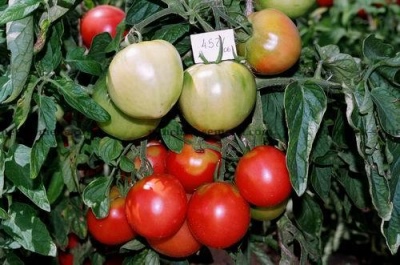 Pomidorowy Różowy Cud