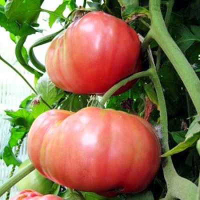 Pomidorowy Różowy Gigant