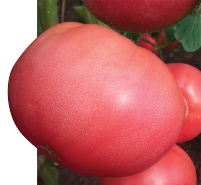 Pomidorowy Różowy Król