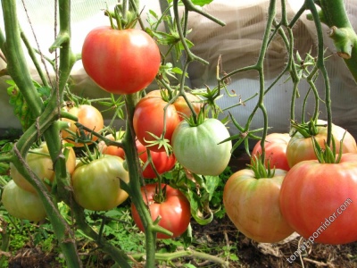 Pomidorowy Różowy Miód