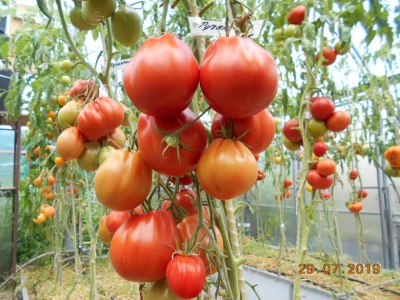 Pomidor Rougantino