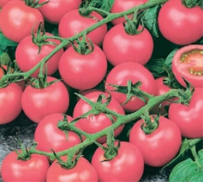 Pomidorowa Perła Ogrodowa