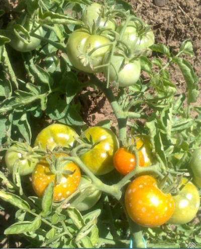 Pomidorowy Sachalin