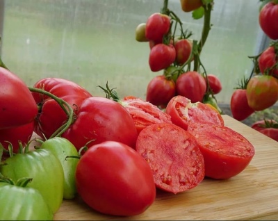Girlanda z cukrem pomidorowym