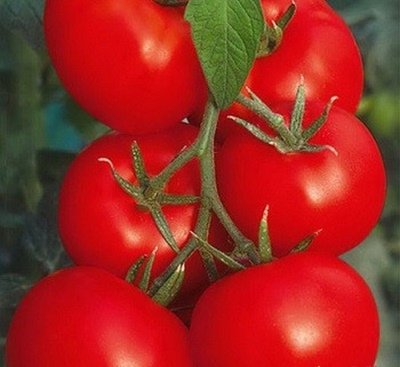 Pomidorowe usta z cukrem