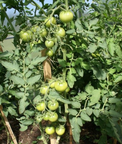 Pomidor Samara
