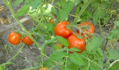 Pomidorowy Sanka