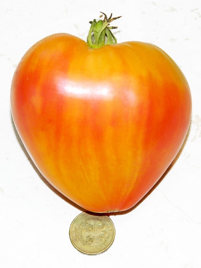 Pomidorowe Serce Moreli Zebra