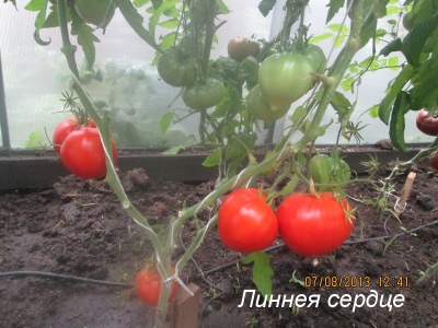 Pomidorowe Serce Linneusza
