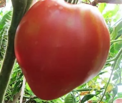 Pomidorowe Serce Syberii
