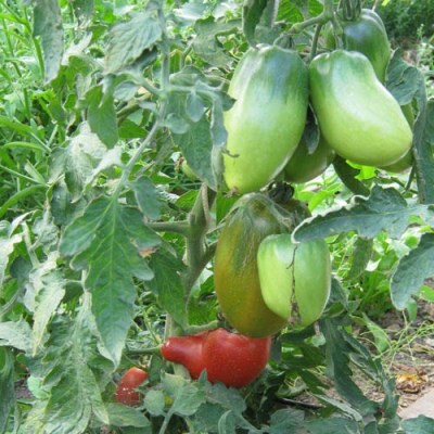 Syberyjski pomidor trojka