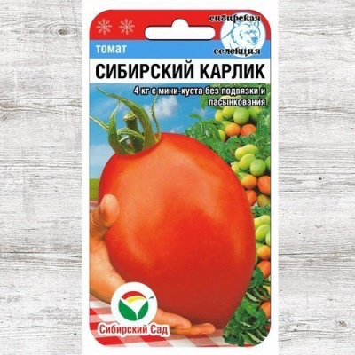 Pomidor syberyjski karłowaty