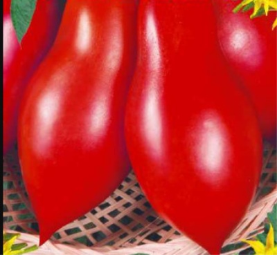 Syberyjski pomidor piruet