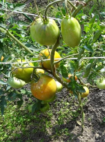 Pomidorowy cud syberyjski
