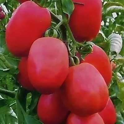 Krem Pomidorowy Moskwa