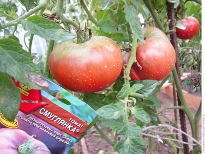 Pomidorowa ciemna