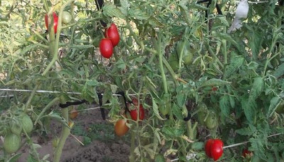 Pomidor Solokha